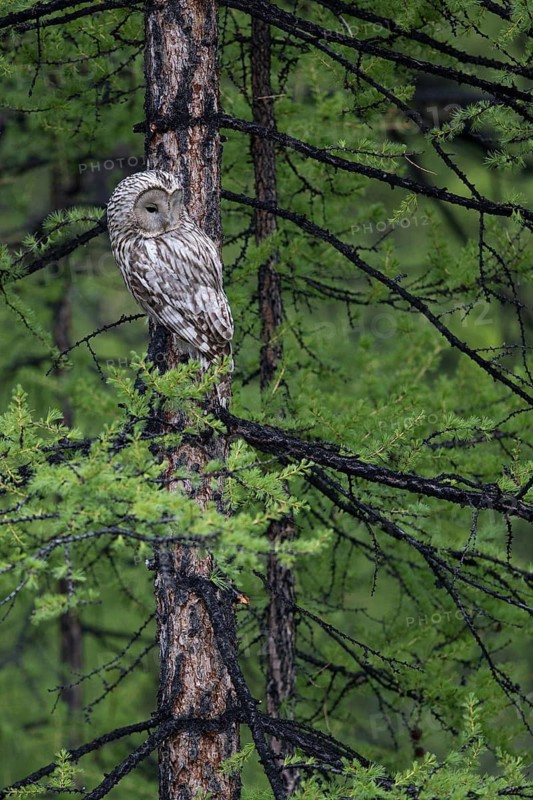 Ural Owl (Strix uralensis yenisseensis) perched in tree, Lake Khuvsgul, Mongolia
