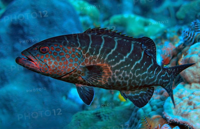 Underwater photo of tiger grouper (Mycteroperca tigris) predator swimming through coral reef, Caribbean, Bahamas