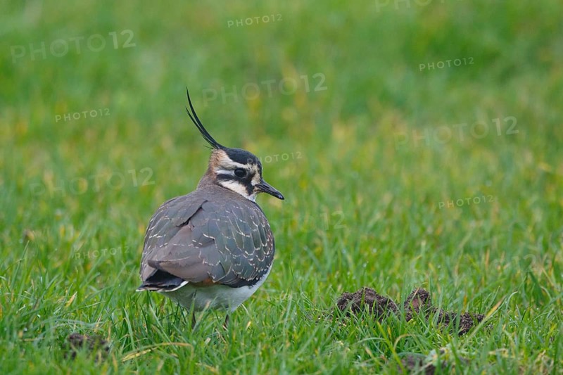 Northern Lapwing (Vanellus vanellus), Netherlands