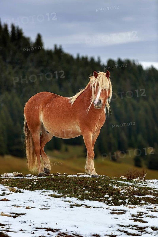 A solitary bay horse on a snow-covered hill in front of a forest