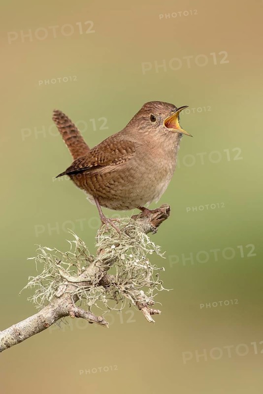 House Wren (Troglodytes aedon) male singing, Texas, USA