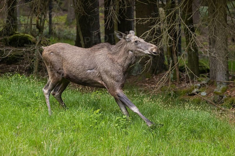 One adult female moose or elk, Alces alces, running, chasing away a male moose to protect her two babies