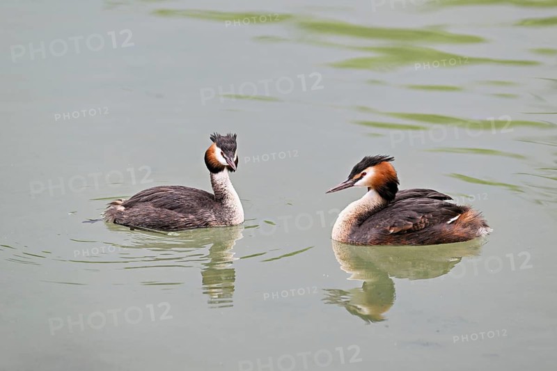 Great Crested Grebe (Podiceps scalloped ribbonfish), pair swimming in Lake Zug, Canton Zug, Switzerlandqqqq