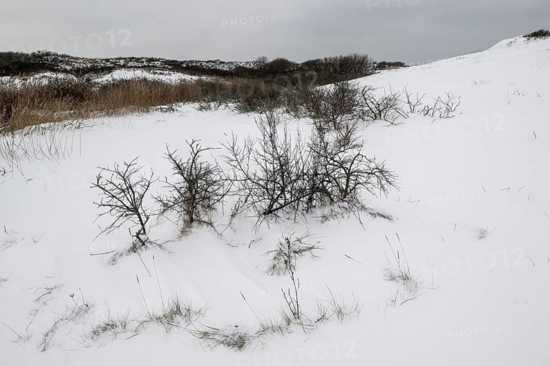 Dune landscape in snow, Langeoog, Lower Saxony, Germany