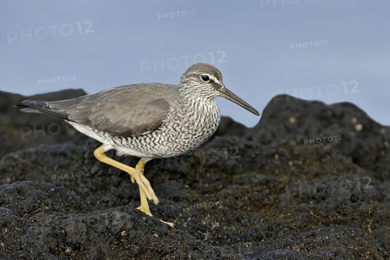 Wandering Tattler (Tringa incana)Hawaii, USA