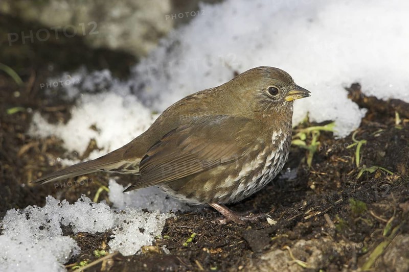 Sooty Fox Sparrow (Passerella unalaschcensis), British Columbia, Canada