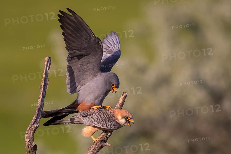 Red-footed Falcon (Falco vespertinus) pair mating, Subotica, Serbia