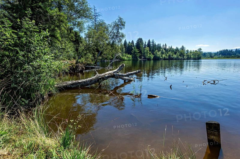 Kirchsee moor lake near Reutberg Monastery, Sachsenkam, Ellbach and Kirchseemoor nature reserve, Isarwinkel, Upper Bavaria, Bavaria, Germany