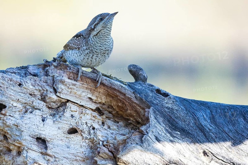 Eurasian wryneck (Jynx torquilla) Germany