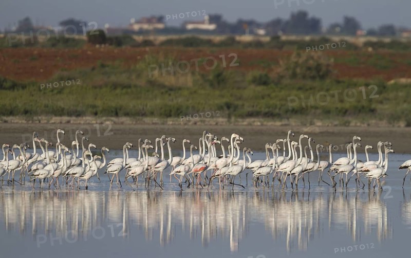 Greater Flamingo (Phoenicopterus roseus), Cyprus