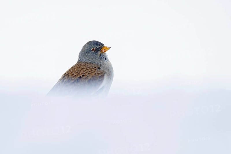 Snowfinch (Montifringilla nivalis) in winter, Hafelekar, Karwendel mountains, Tyrol, Austria