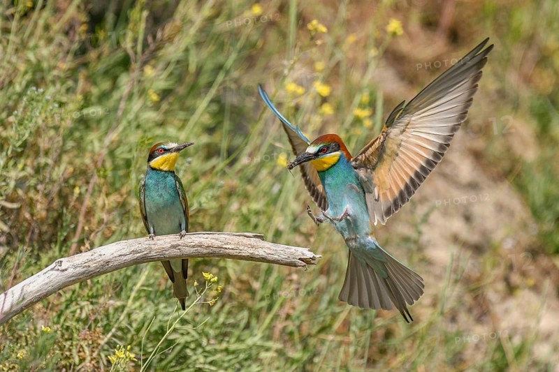 European bee-eaters in courtship display in spring. Europe, Germany