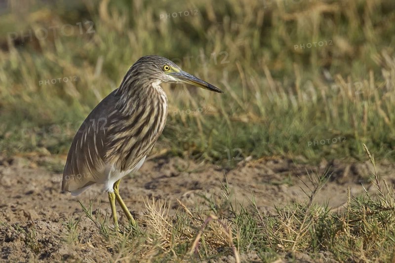 Indian Pond Heron (Ardeola grayii), Oman