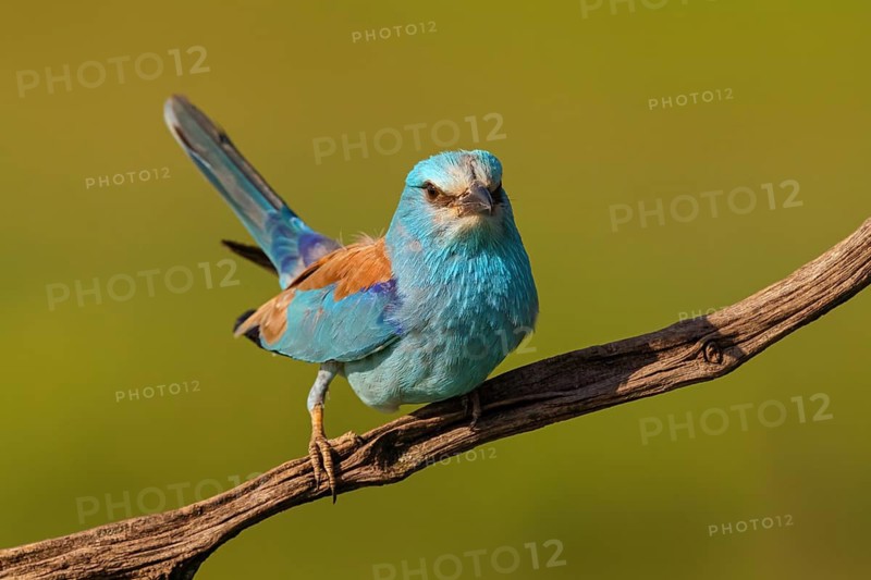 European roller (Coracias garrulus), on perch, Tower Hide, Tiszaalp-r, Kiskuns-gi National Park, B-cs-Kiskun, Hungary