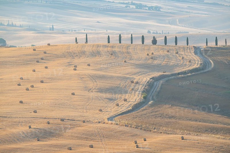 Typical Tuscan landscape in Val d'Orcia with hills, trees, fields, farmhouses and cypresses in summer, Gladiator film location, Tuscany, Italy