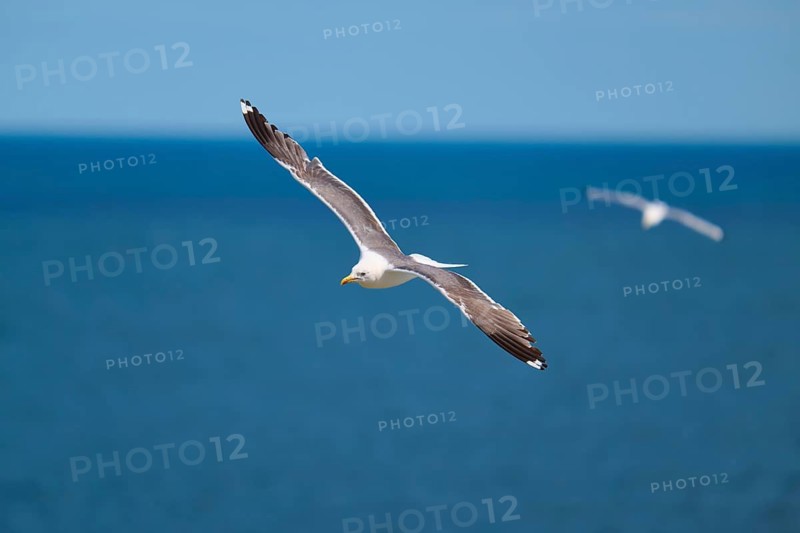 A gull flies calmly over the endless blue sea, Great Black-backed Gull (Larus marinus), Seahouses, Inner Farne, Farne Islands, Northumberland, England, Great Britain