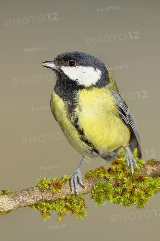 Great Tit (Parus major), sitting on a branch overgrown with moss and lichen, Wildlife, Animals, Birds, Tits, Wilnsdorf, North Rhine-Westphalia, Germany
