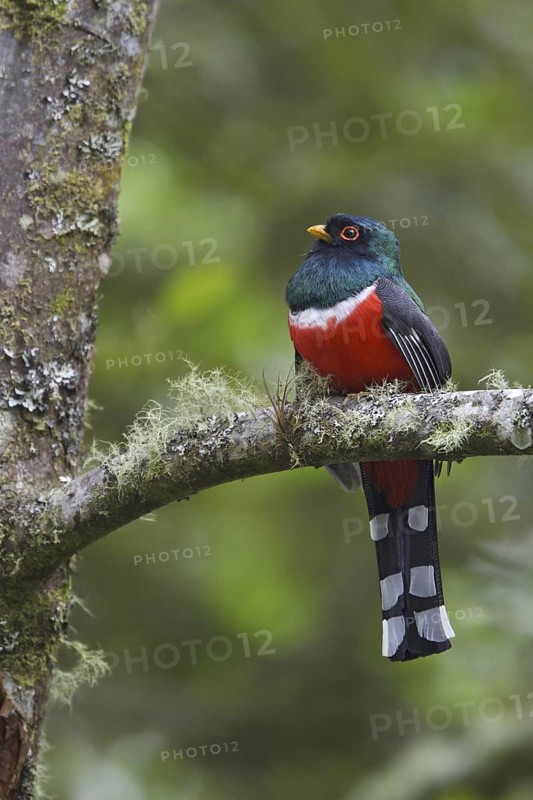 Masked Trogon (Trogon personatus) male, Ecuador