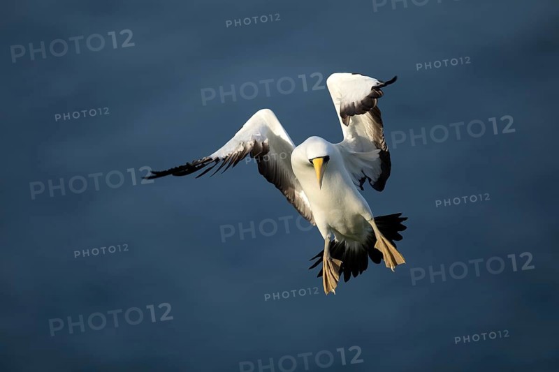 Masked Booby (Sula dactylatra tasmani) approaching, Norfolk Island