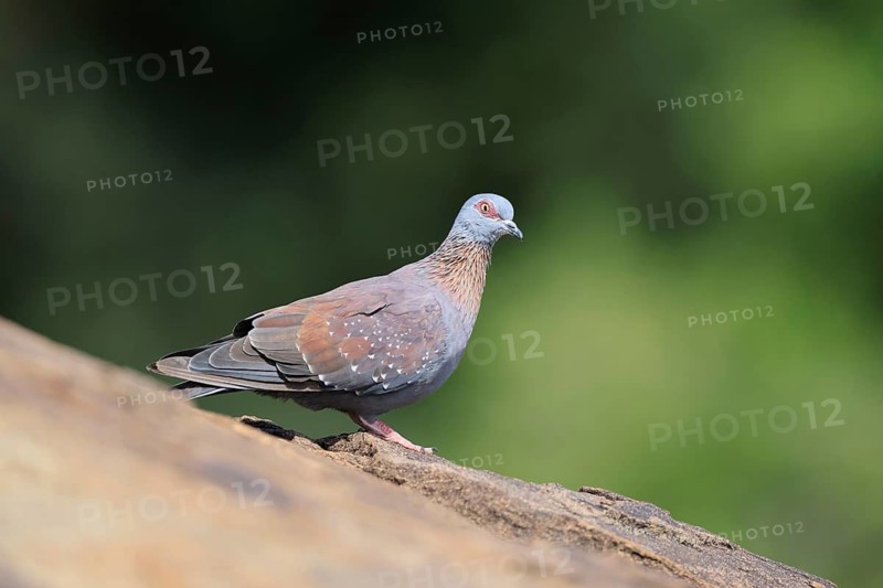 Guinea Pigeon (Columba guinea), Streak-necked Pigeon, adult, on rocks, foraging, Mountain Zebra National Park, Eastern Cape, South Africa