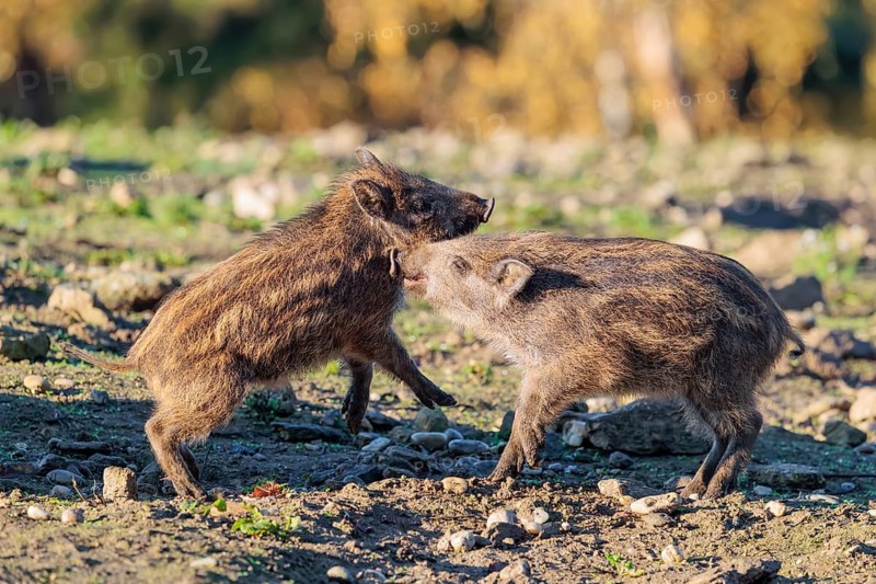 Two young wild boars (Sus scrofa) are fighting fiercely in the early morning light in a clearing. Bavaria, Germany
