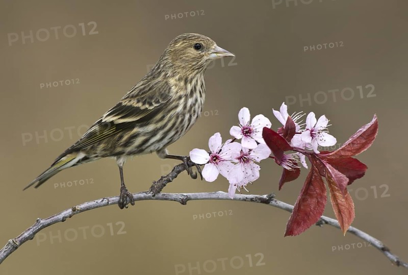 Pine Siskin (Spinus pinus), British Columbia, Canada