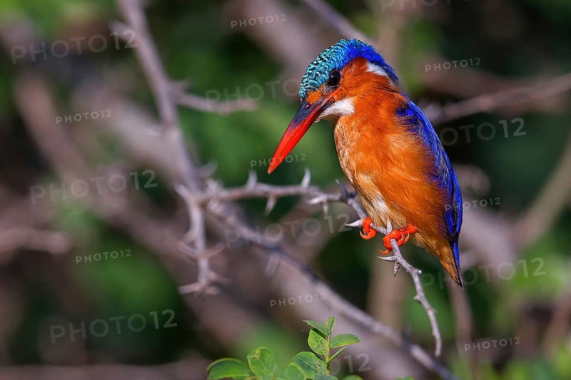 Crested Kingfisher, Corythohrnis cristatus, (Alcedo cristata), Kingfisher family, Malachite Kingfisher, Janjabureh boat trip, Janjabureh, South Bank, Gambia