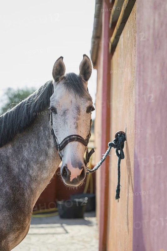 A gray horse lies peacefully in the soft sunlight that illuminates its lustrous coat. The rustic charm of the stable contributes to the peaceful atmosphere