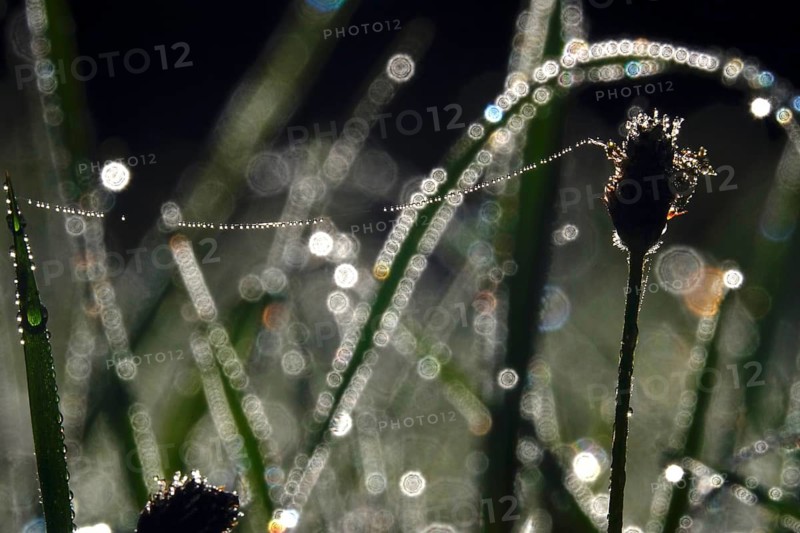Meadow in spring with dewdrops, Germany