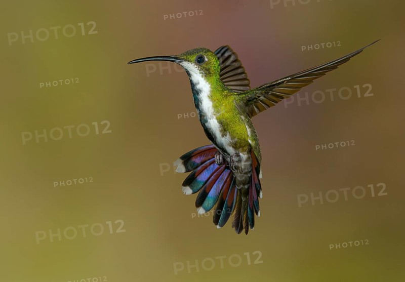 Green-breasted Mango (Anthracothorax prevostii) - at Laguna Lagarto Lodge near Boca Tapada, Costa Rica