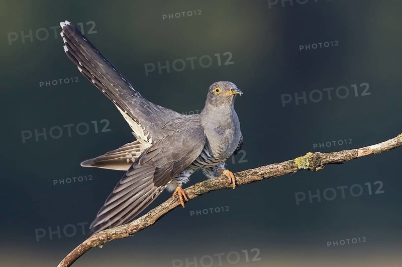 Common Cuckoo (Cuculus canorus) male, Saxony, Germany