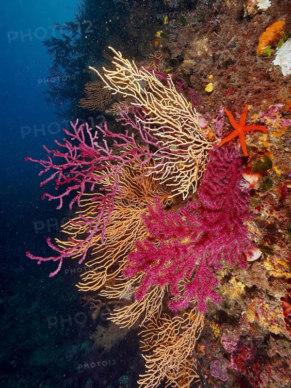 Colourful corals in various shapes and colours and a red starfish (Echinaster sepositus) in the Mediterranean. Dive site Giens Peninsula, Mediterranean Sea, Porquerolles, Provence, Côte d'Azur, France