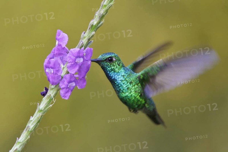Blue-tailed Emerald (Chlorostilbon mellisugus), Manu National Park, Peru