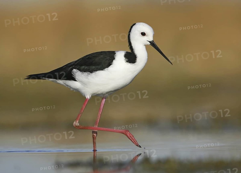 White-headed Stilt (Himantopus leucocephalus), Victoria, Australia