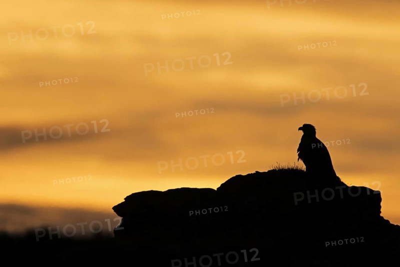 White-tailed Eagle (Haliaeetus albicilla) perched on a rock, Finnmark, Norway