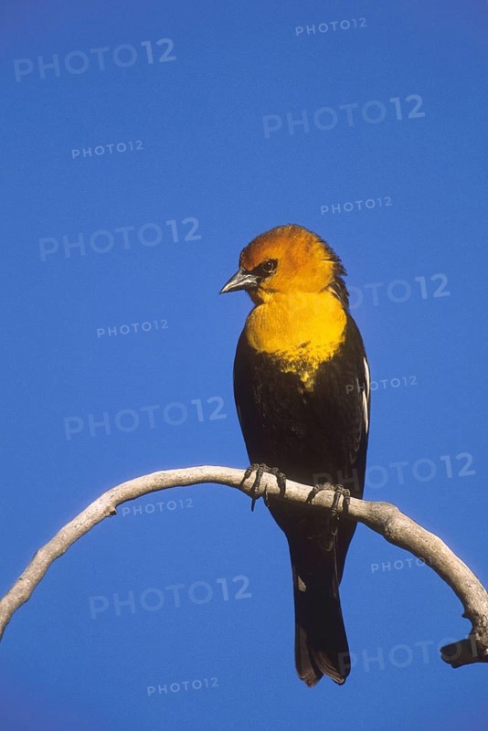 Yellow-headed Blackbird (Xanthocephalus xanthocephalus), New Mexico, USA