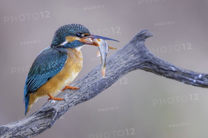 Common kingfisher (Alcedo atthis) Indicator of clean watercourses, mating feeding, female with a common kingfisher as prey, fishing, hunting, Flying Gemstone, Middle Elbe River Landscape, Middle Elbe Biosphere Reserve, Saxony-Anhalt, Germany