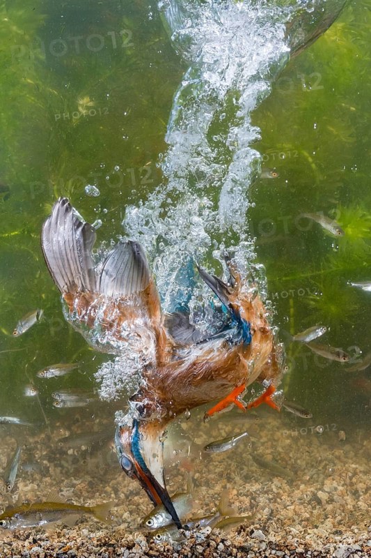 Common Kingfisher (Alcedo atthis) male fishing, Lower Saxony, Germany