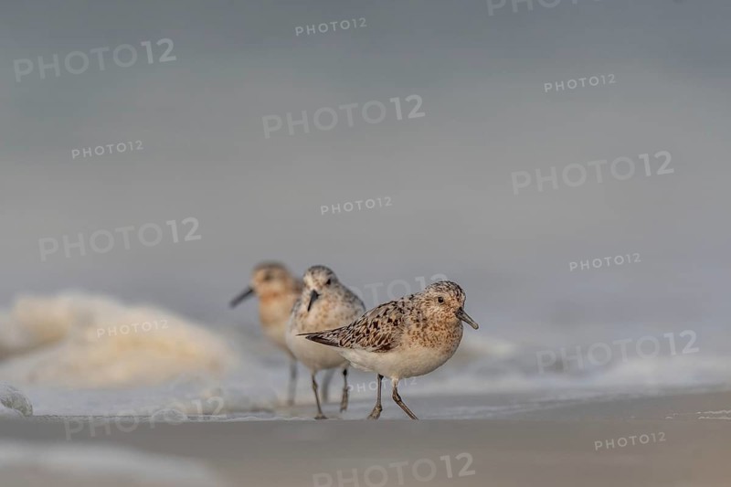 Sanderling (Calidris alba) feeding on a beach. Camaret sur mer, Crozon, Finistere, Brittany, France