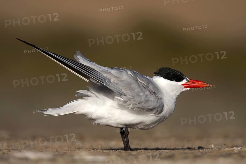 Caspian Tern (Hydroprogne caspia) male, Sandwich Bay, Namibia