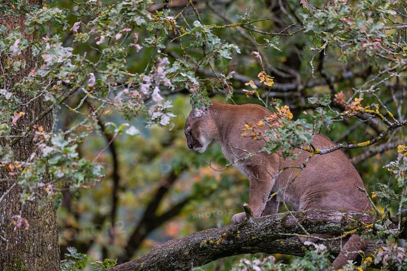 One adult cougar, Puma concolor, rests on a big branch high up in an oak tree