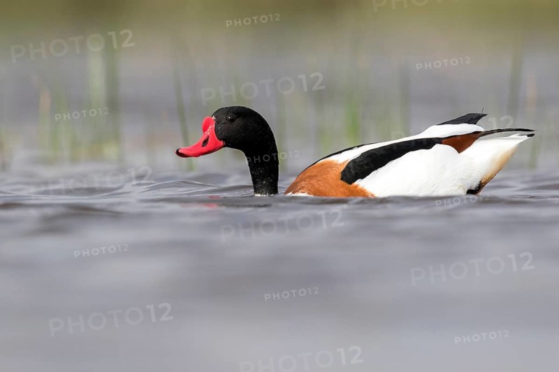 Common Shelduck (Tadorna tadorna) male, Romania