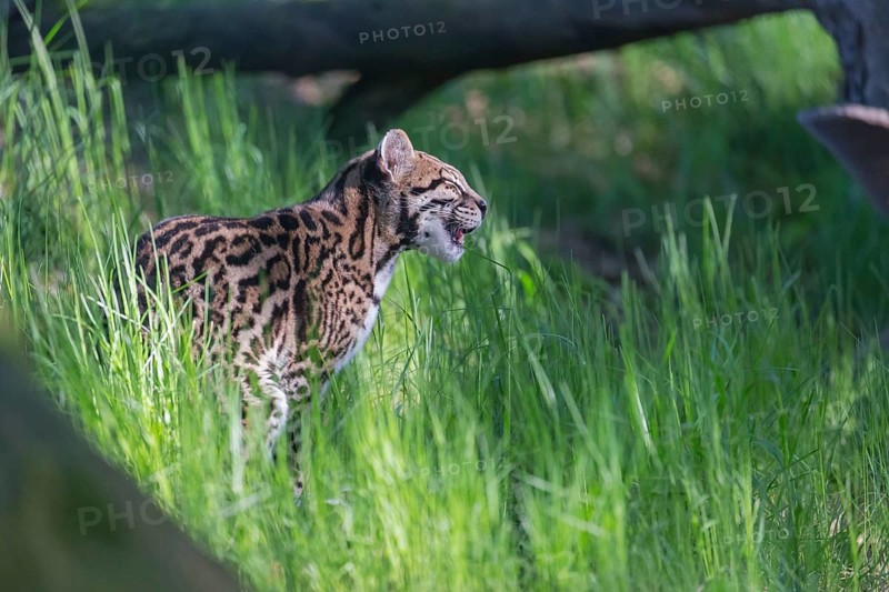 One Ocelot, Leopardus pardalis, sitting in green grass with a dead tree in the background