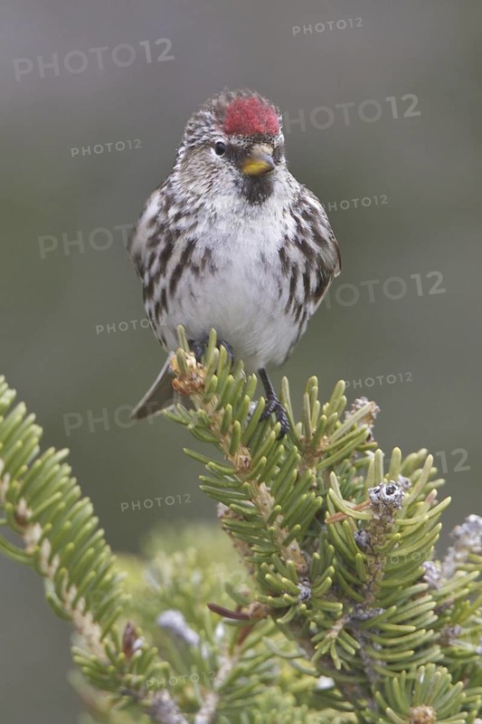 Common Redpoll (Acanthis flammea), Manitoba, Canada