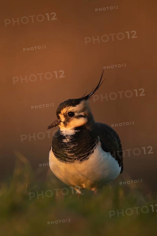 Northern lapwing or Green plover (Vanellus vanellus) adult wading bird on a grass field, RSPB Frampton marsh nature reserve, Lincolnshire, England, United KIngdom