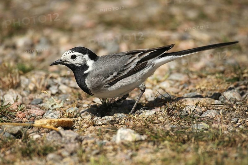White wagtail (Motacilla alba) pecking at leftover cake, Allgäu, Bavaria, Germany, Allgäu, Bavaria, Germany