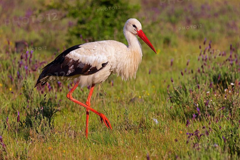 White stork (Ciconia ciconia) foraging in a biotope, Germany