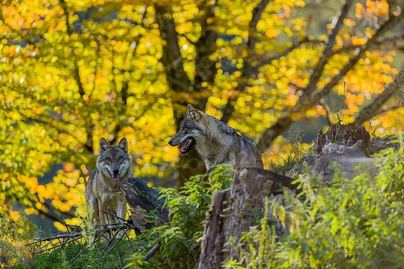 Two eurasian gray wolves (Canis lupus lupus) stand on a hill, observing the area. A forest in fall colours in the background