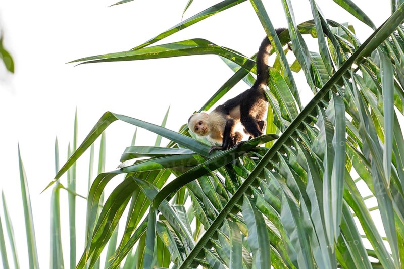 Capuchin monkey walks on a palm tree in the jungle, Osa Peninsula, Puntarenas, Costa Rica