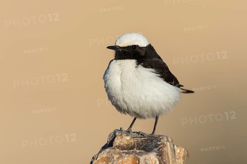 Mourning Wheatear (Oenanthe lugens) male, Eilat, Israel